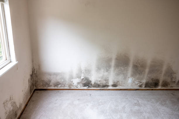 Trusted Lancaster, KY Mold Removal Experts